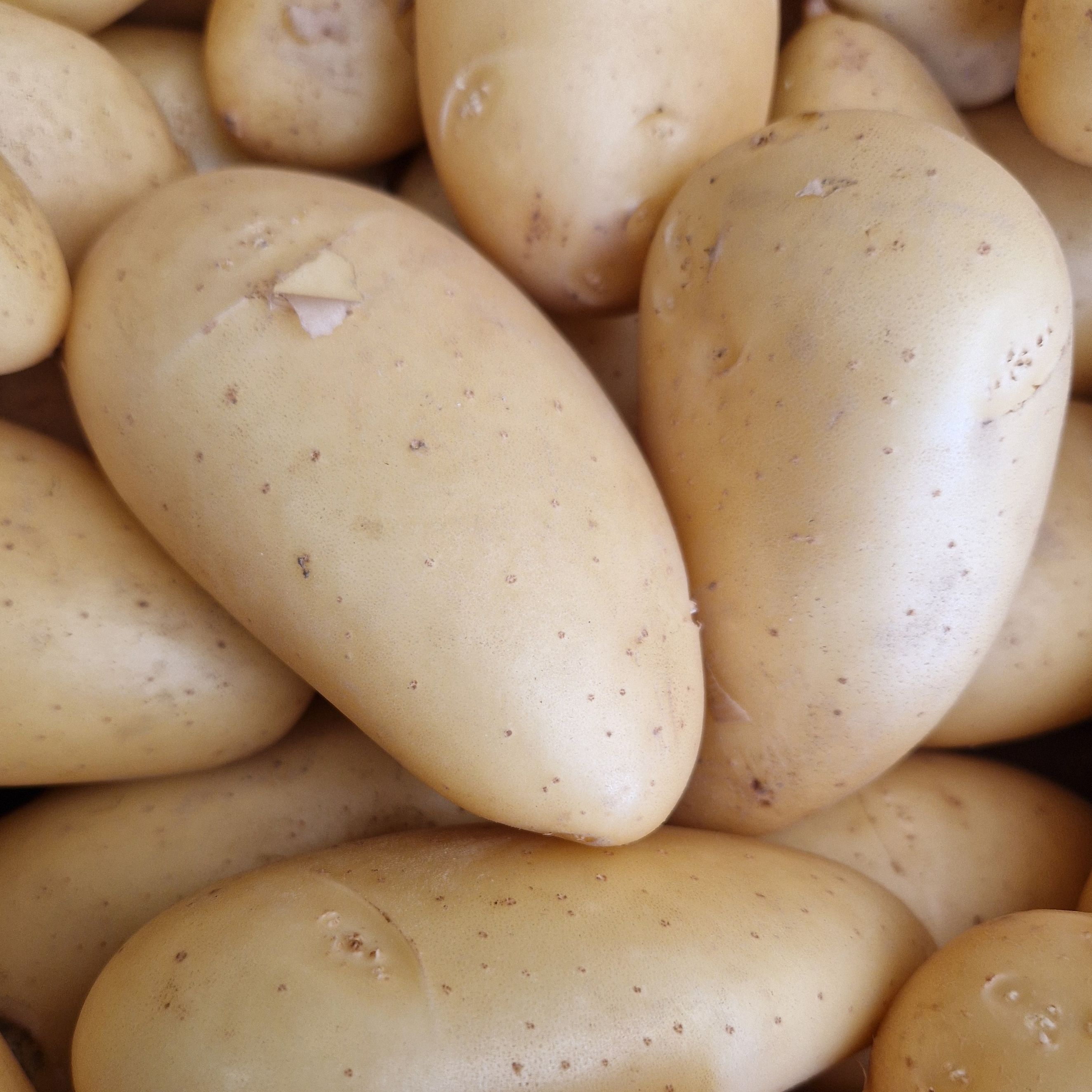 POMME DE TERRE NOUVELLE