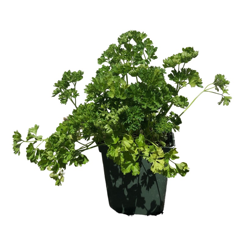 Aromatiques Persil frisé
