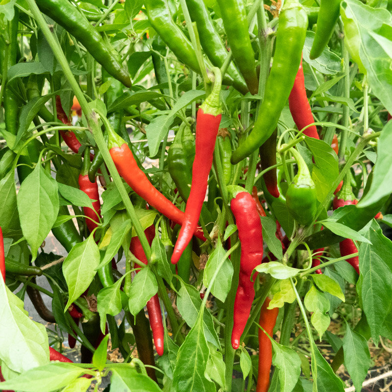 Plant de piment- Cayenne