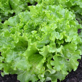 Salades feuilles de chêne verte - 6 mottes