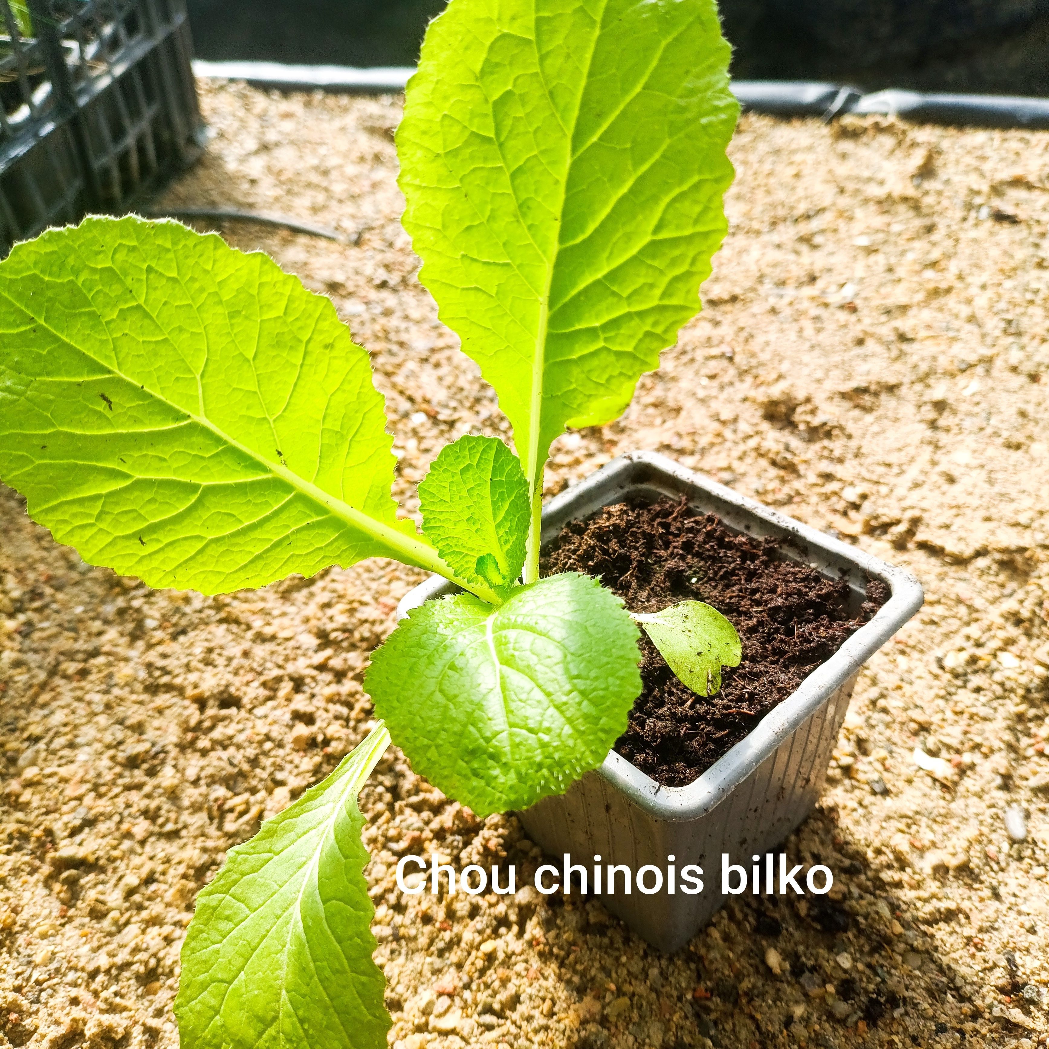 Plant légume - chou chinois de printemps