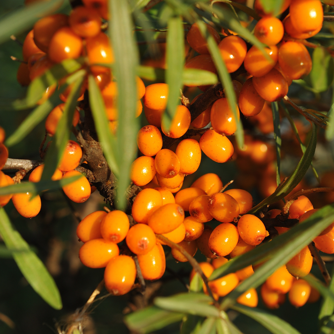 Argouiser autofertile, Hippophae rhamnoides Friesdorfer Orange - 3l