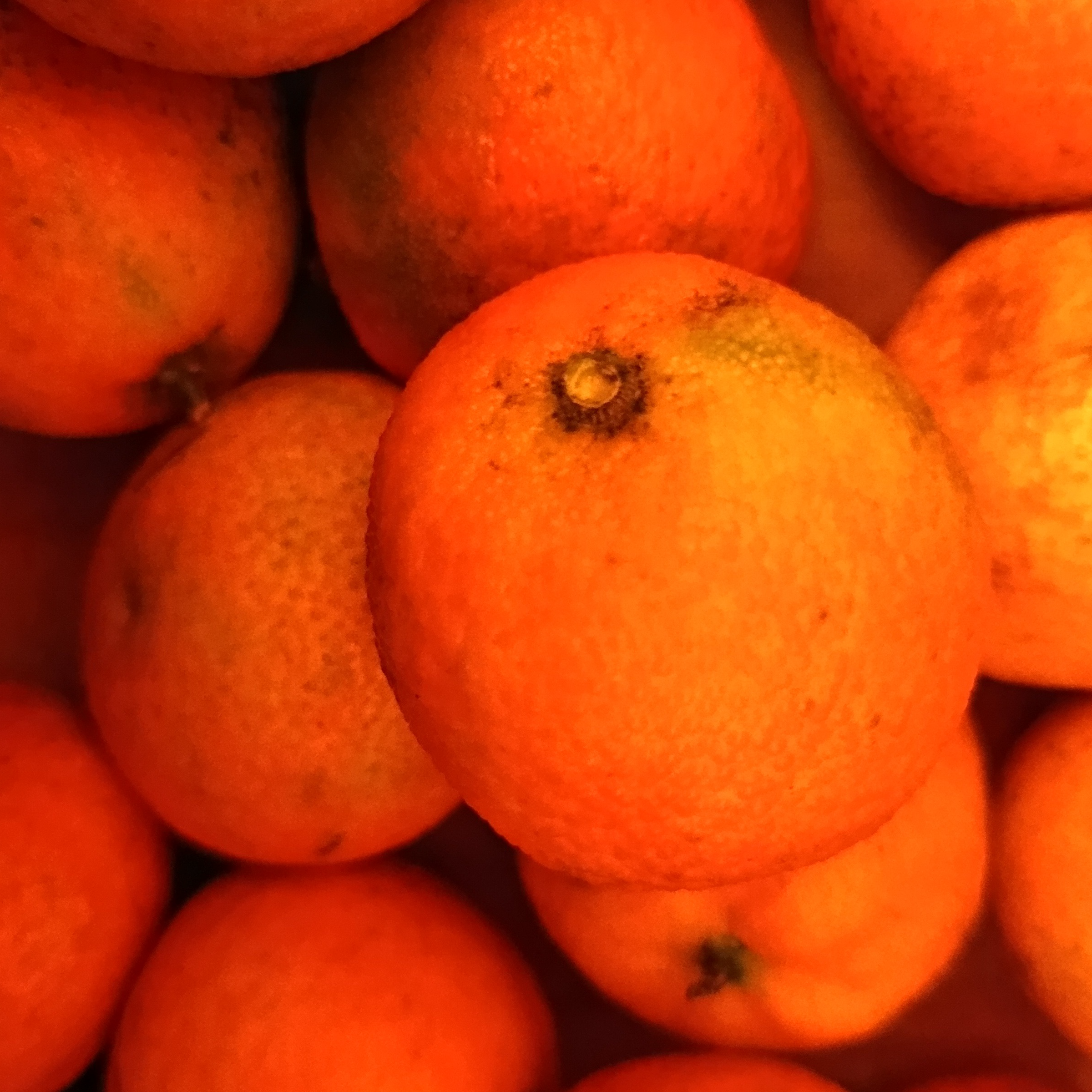 Clémentines italiennes