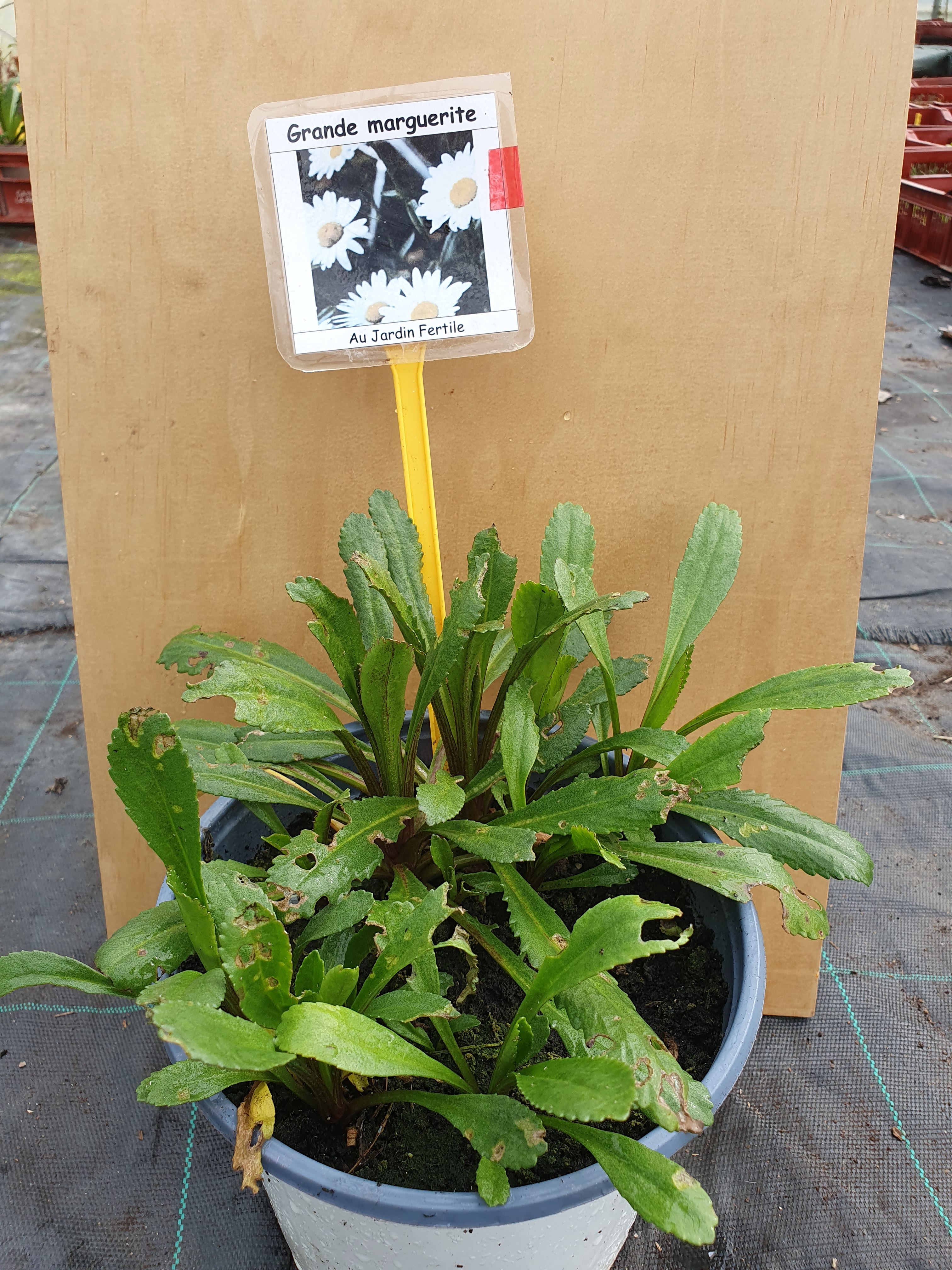 Plant Grande Marguerite Blanche