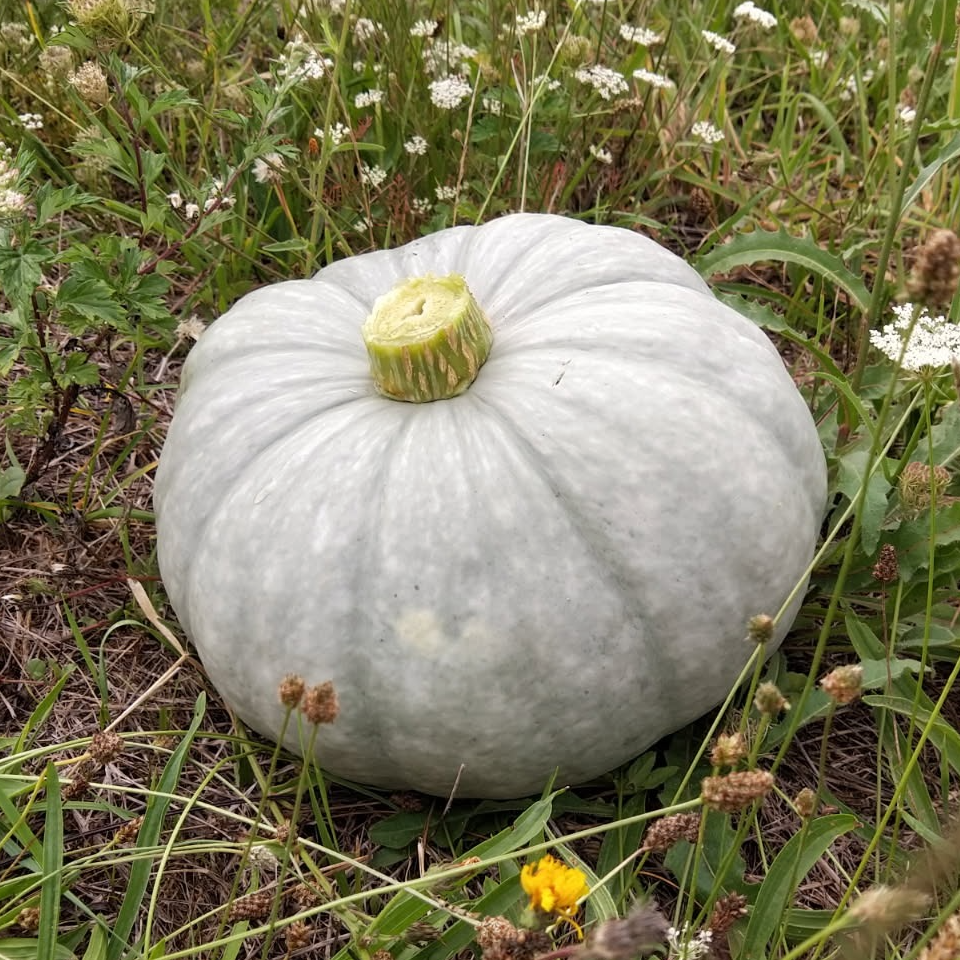 Courge Bleu de Hongrie (Grosse)