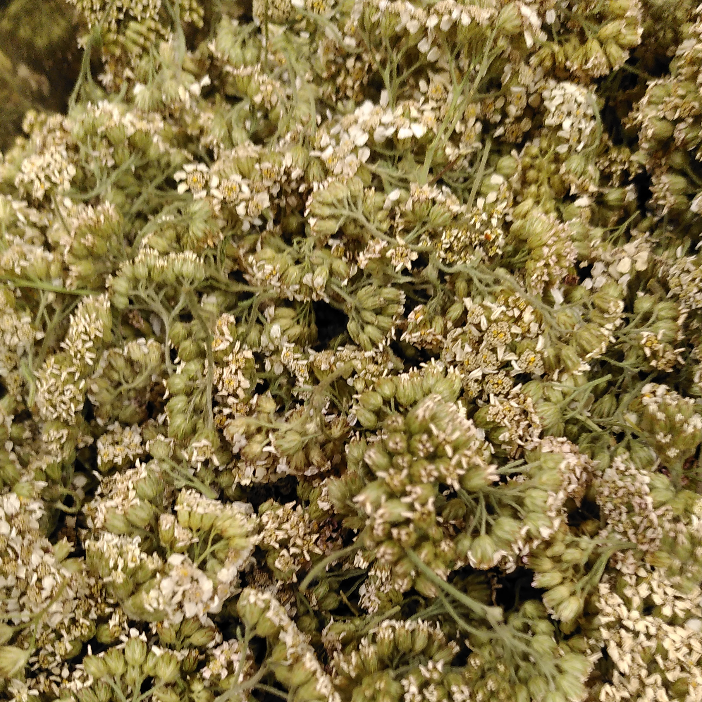 INFUSION SIMPLE ACHILLÉE - 25g