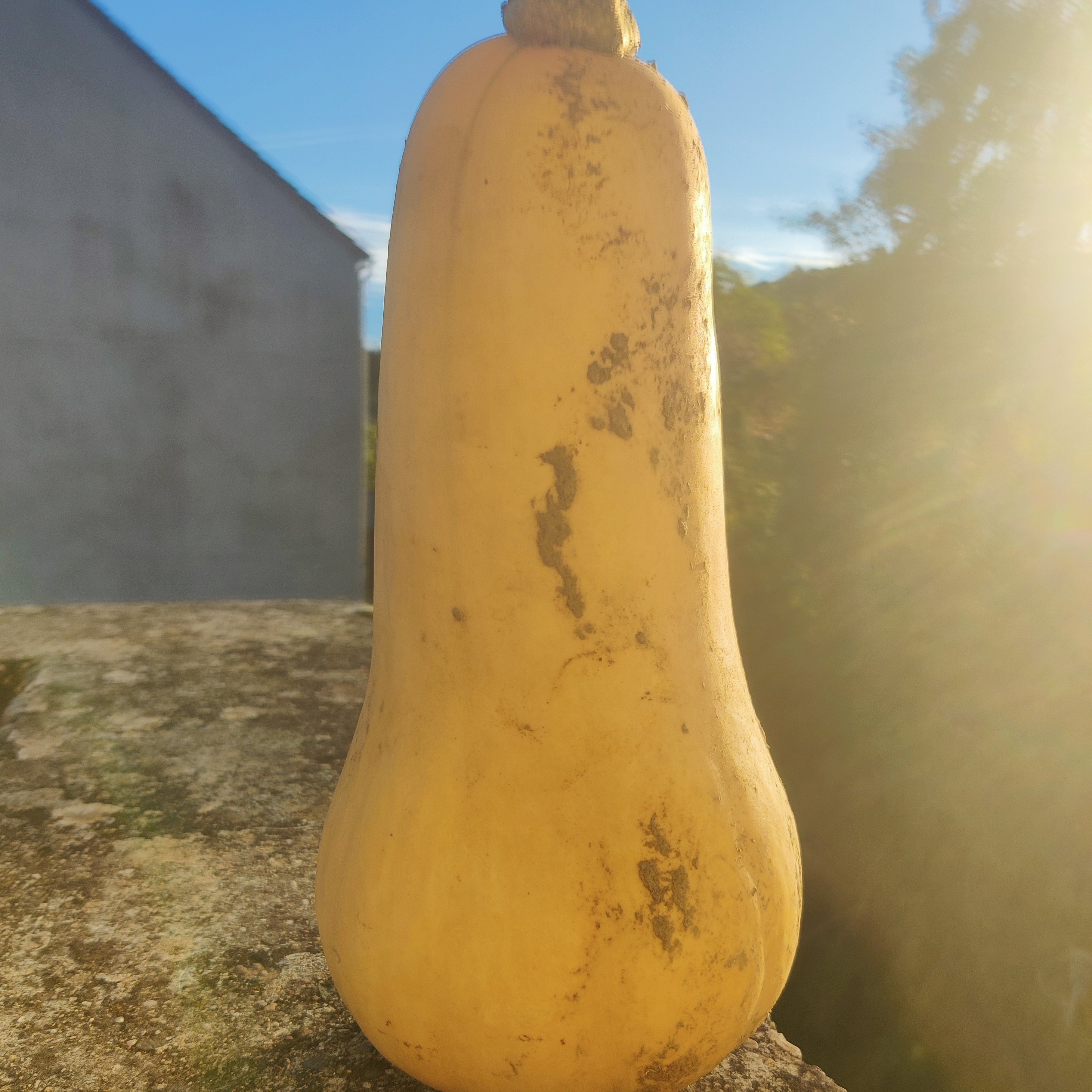 Butternut