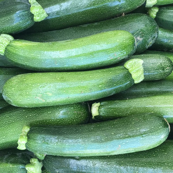 Courgette longue verte Bio