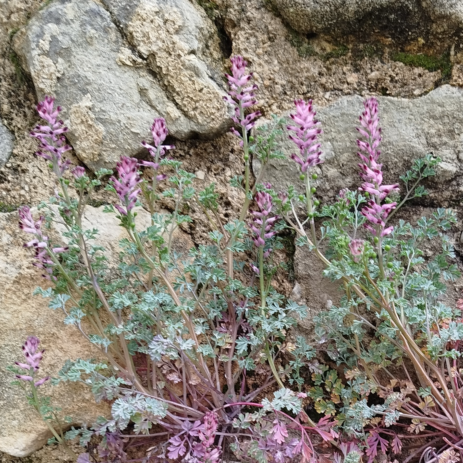 Alcoolature Fumeterre