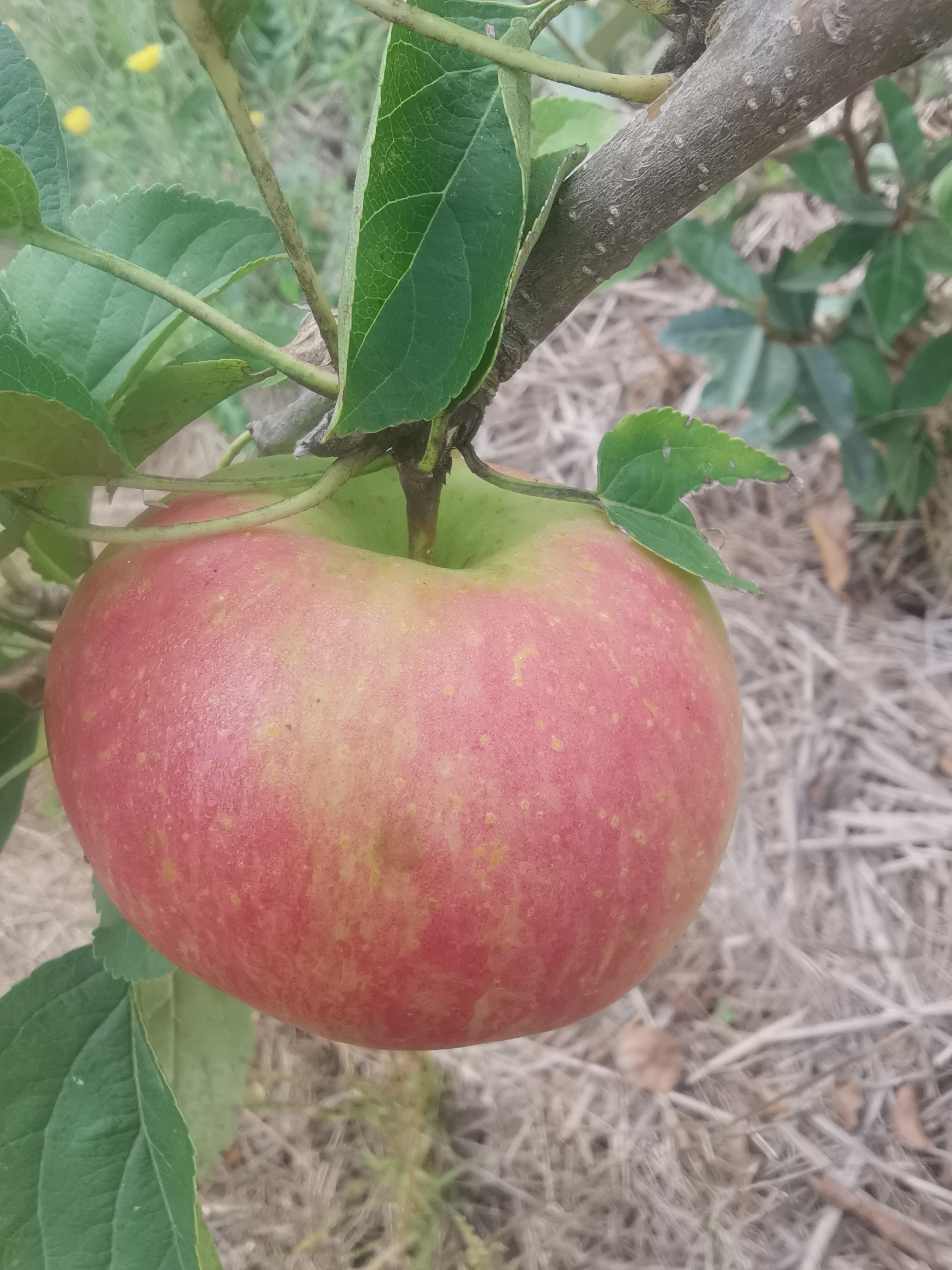 Milharenque – Franc