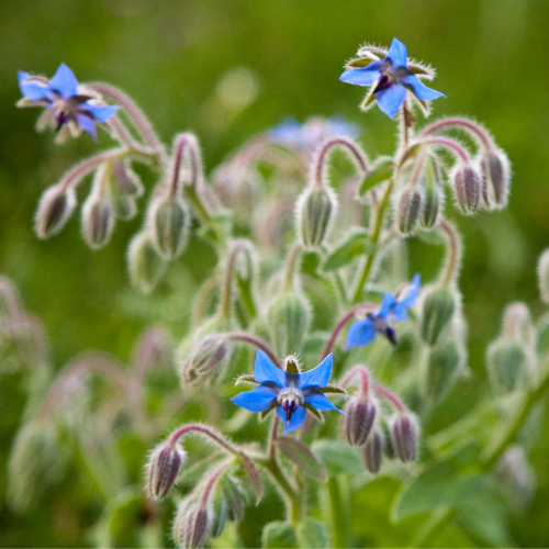 BOURRACHE OFFICINALE Bio