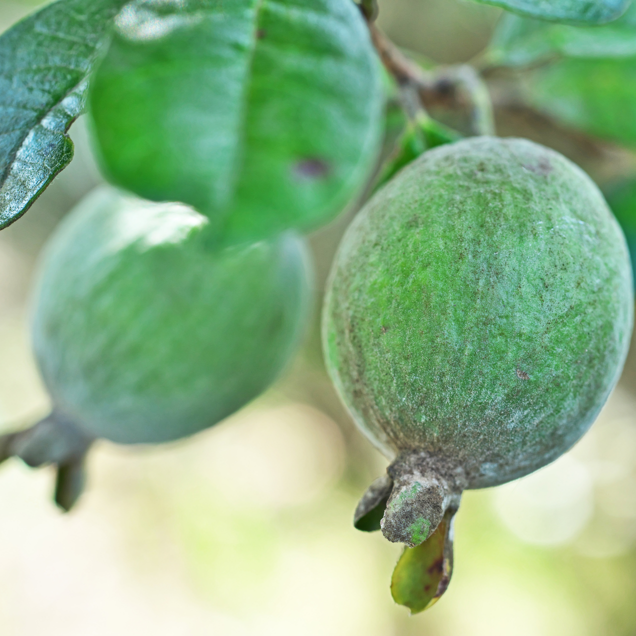 Feijoa sellowiana - 3l