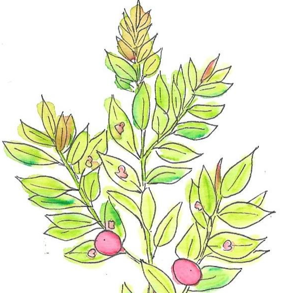 Fragon petit houx - 30ml