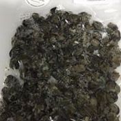 POCHE D'ESCARGOTS COURT BOUILLONNE 500 G