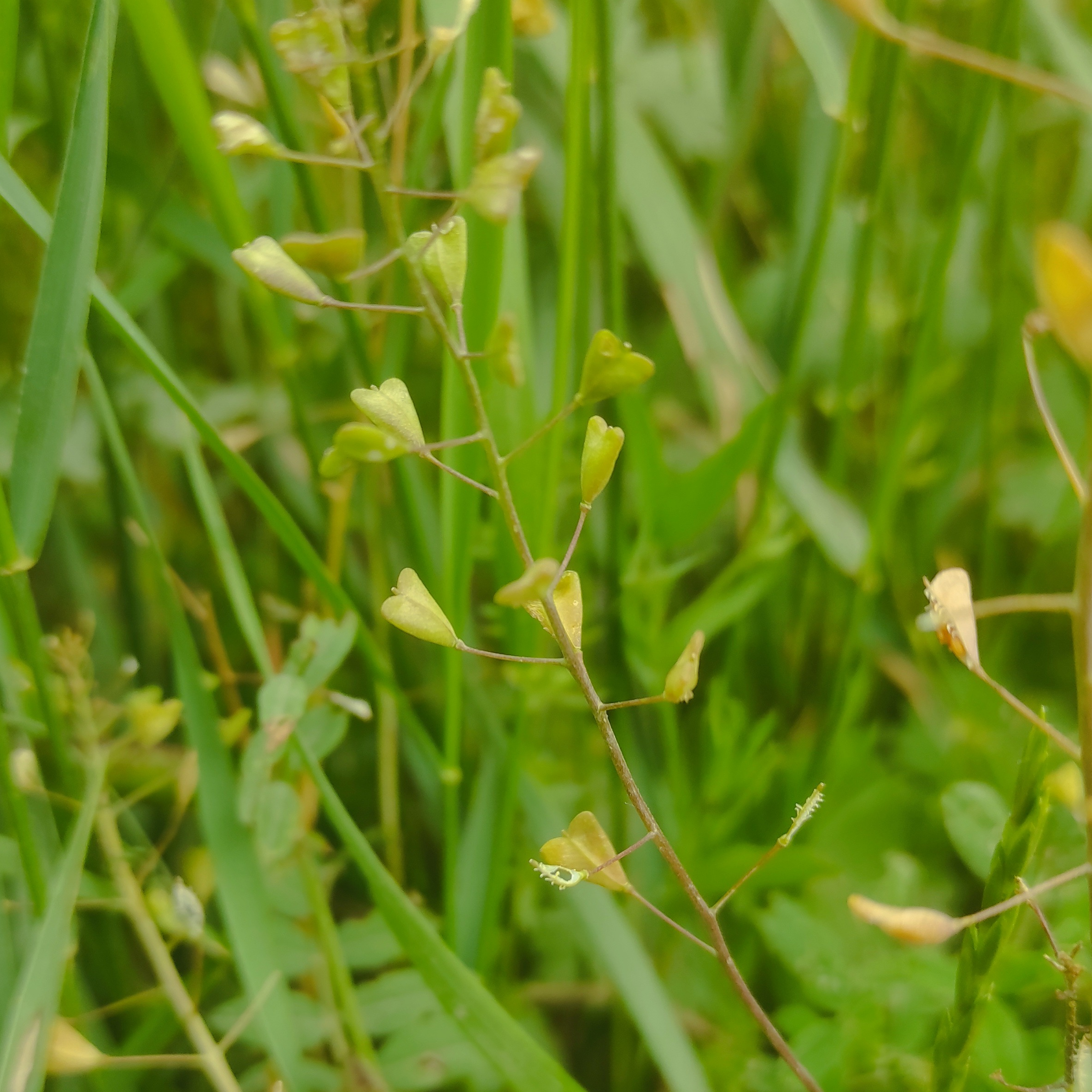 Alcoolature Bourse À Pasteur