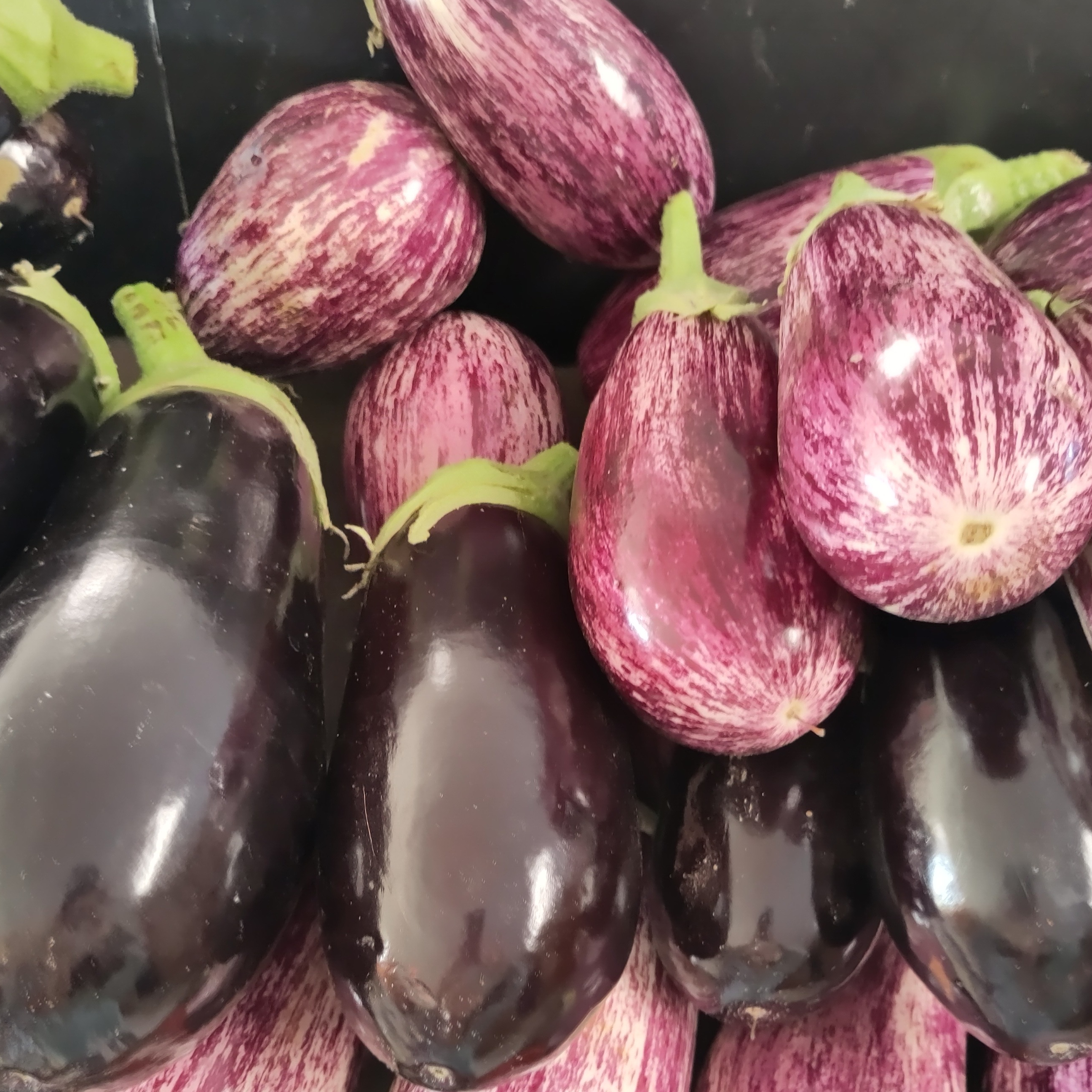 Aubergine BIO