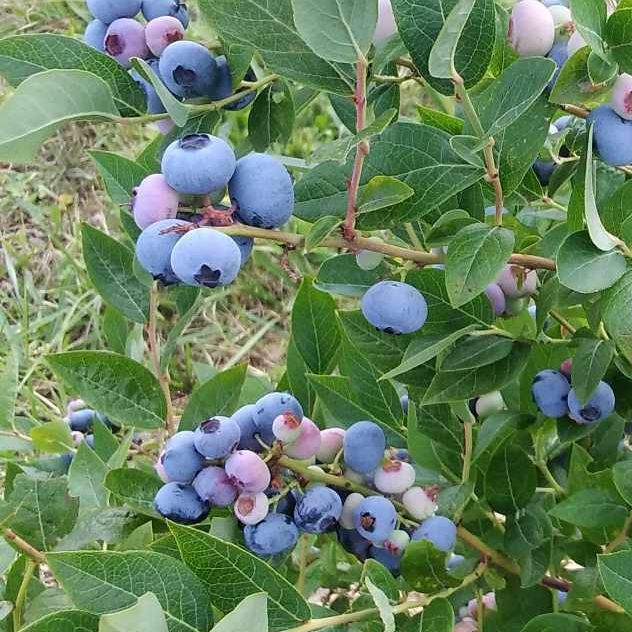 # Myrtillier - Vaccinium corymbosum "Bluecrop" - Pot 3L