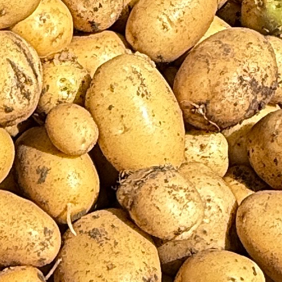 Pomme de terre Local sac de 25 kg - 25kg