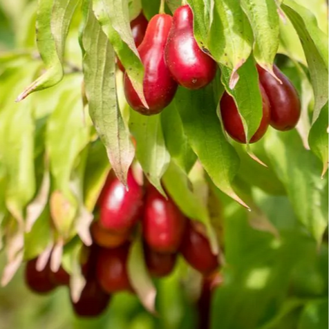 Cornouiller mâle - 2,5L