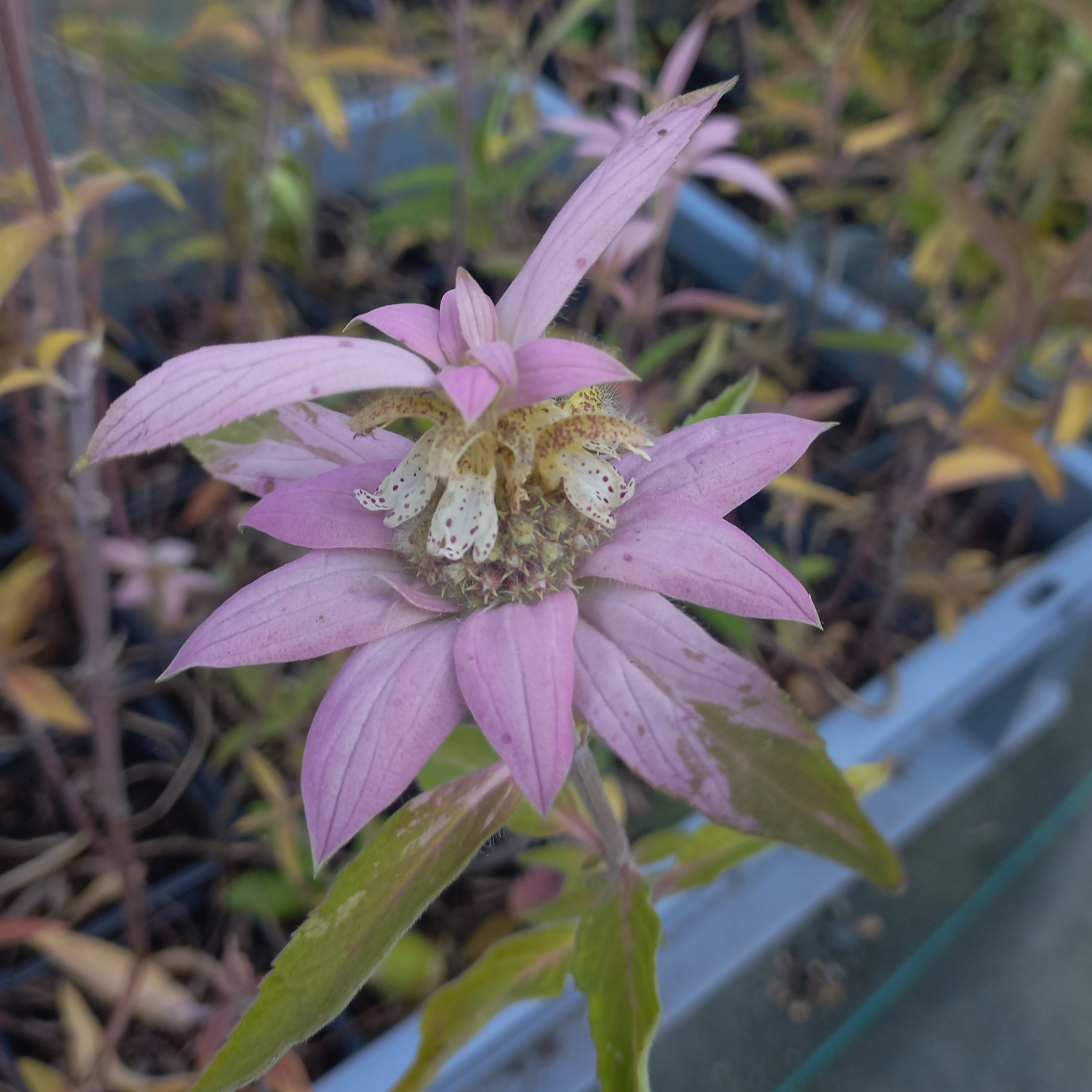Monarde ponctuée - godet 8 cm
