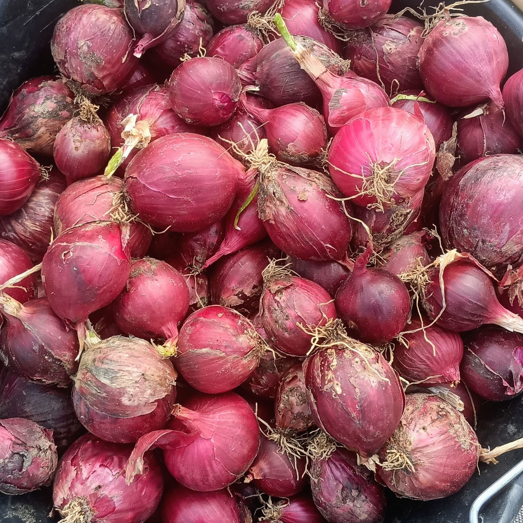 Oignons Rouges