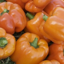 PLANT DE POIVRON ORANGE Cubo Orange