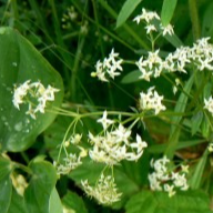 Fleurs de Gaillet blanc (par 25)
