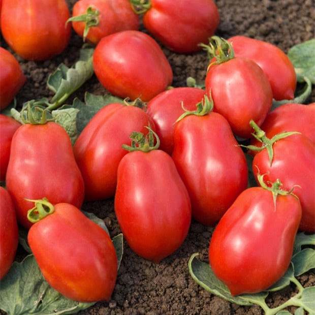 Tomate allongée
