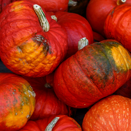 COURGE Rouge vif d'Etampes Bio