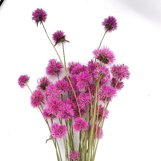 GOMPHRENAS FIREWORK - BOTTE 20 SEC