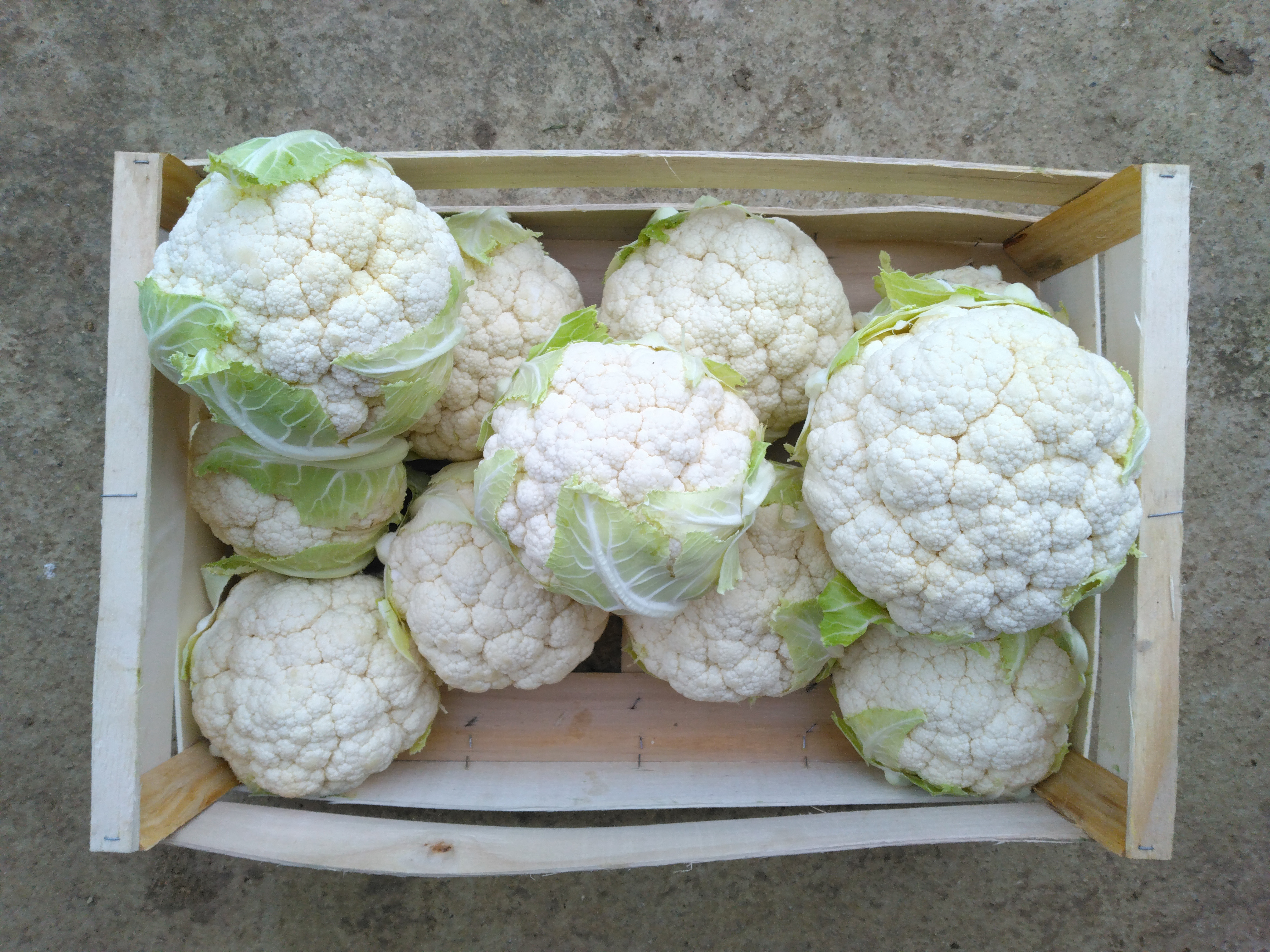 Choux-fleurs - 0,8kg