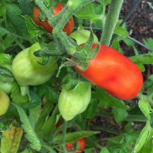 TOMATE Andine cornue Bio