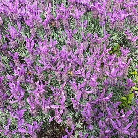 Lavande papillon en  pot 2 litres