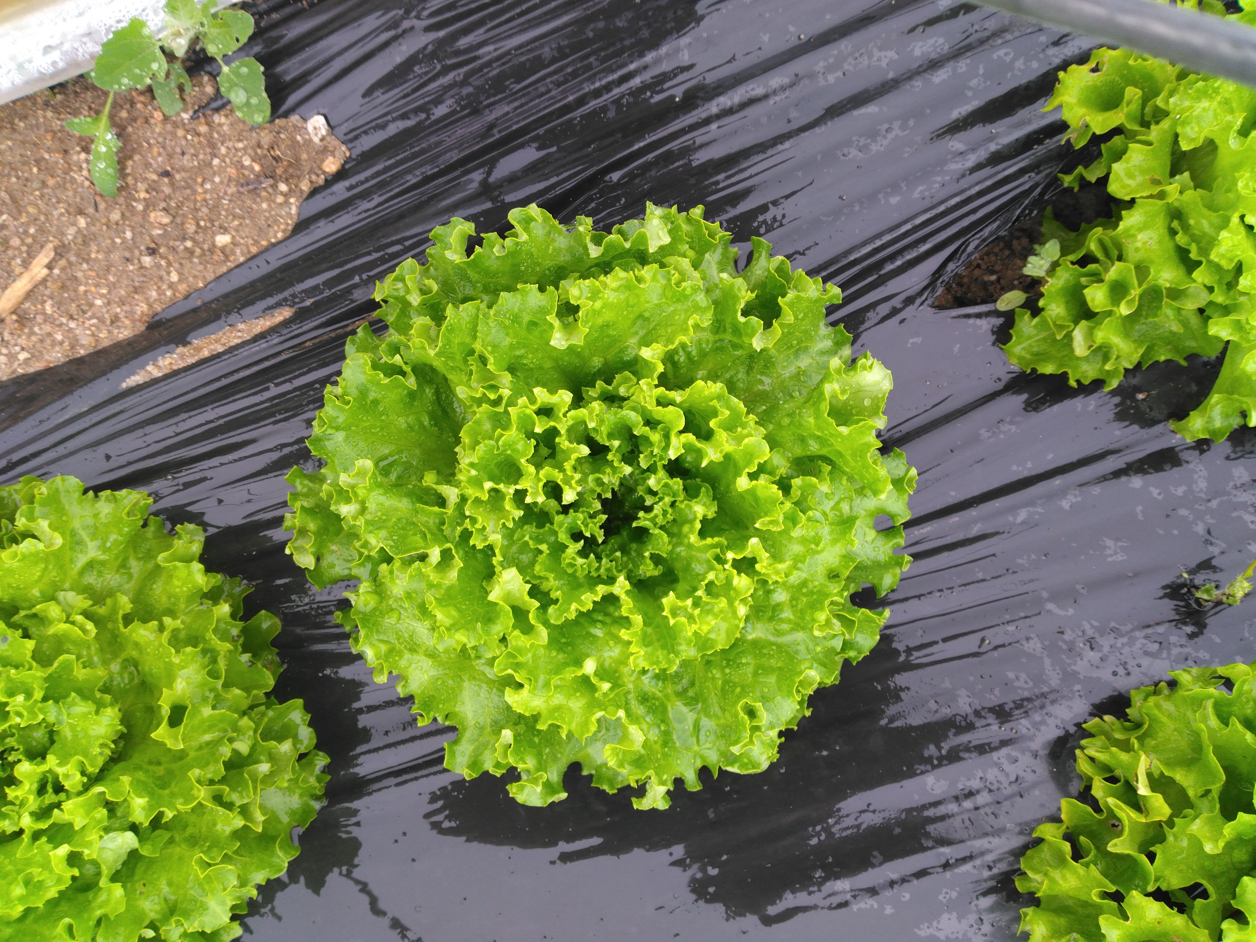 Salade battavia blonde