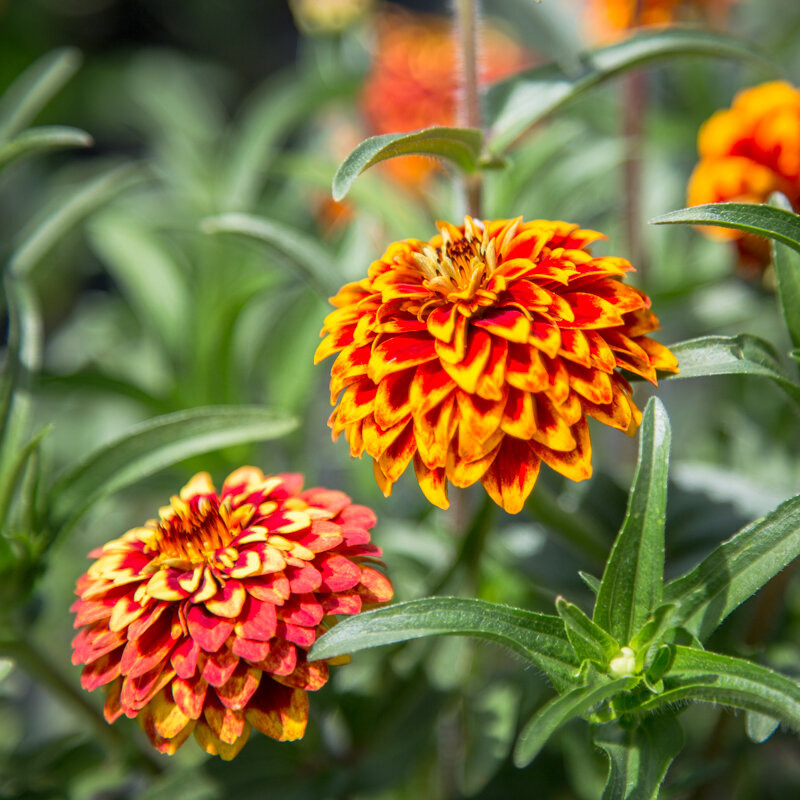Plants fleurs- Marguerite crazy daisy