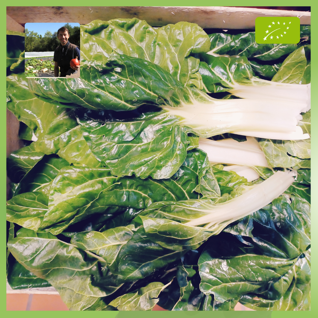 Bette Carde - CHAMP DES PAPILLES