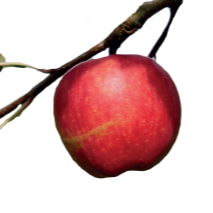 Pomme Sampion biologique