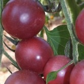 Plants de Tomates Cerise