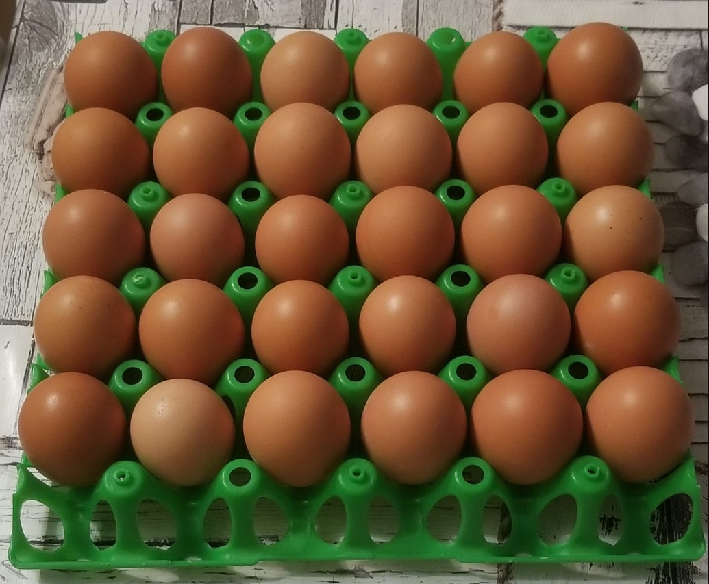 OEUFS BIO X30