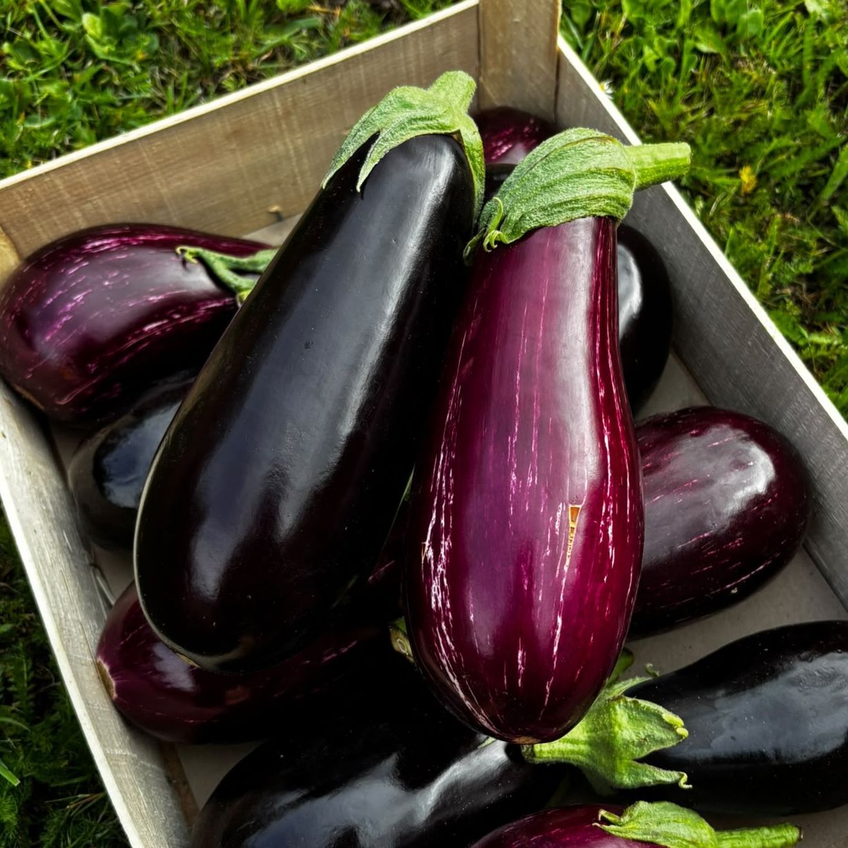 Aubergines vracs