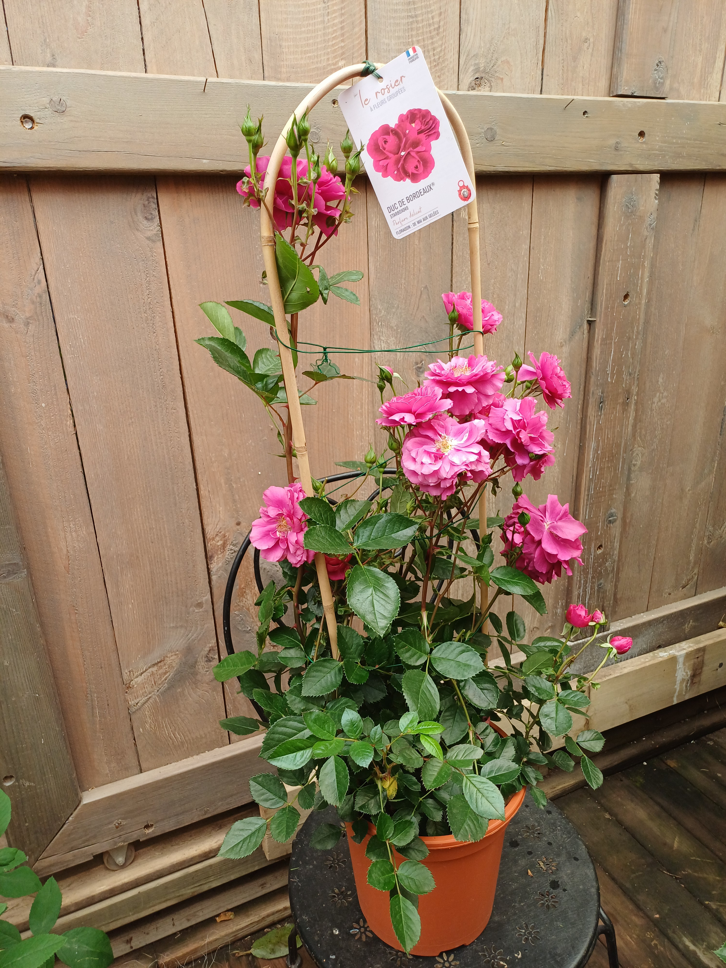 rosier de jardin, rose foncé