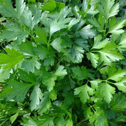 Plant - Aromatique / Persil