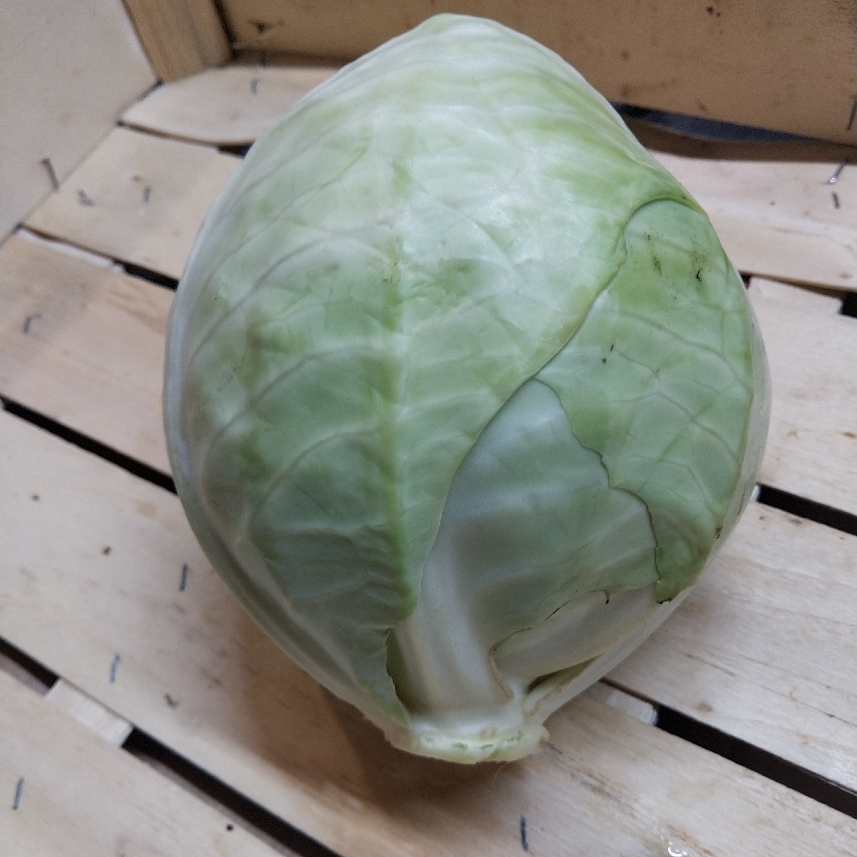 Chou cabus blanc (pièce) - 2kg