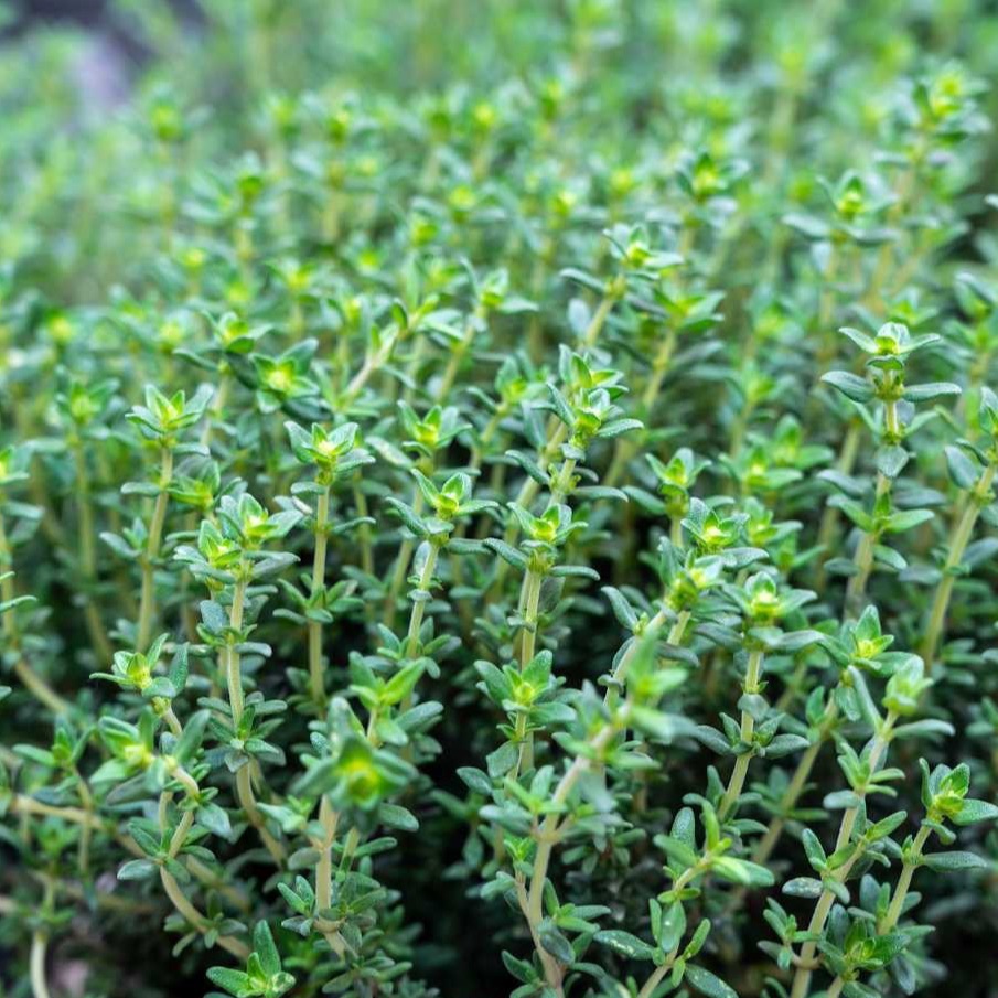 Plant de Thym