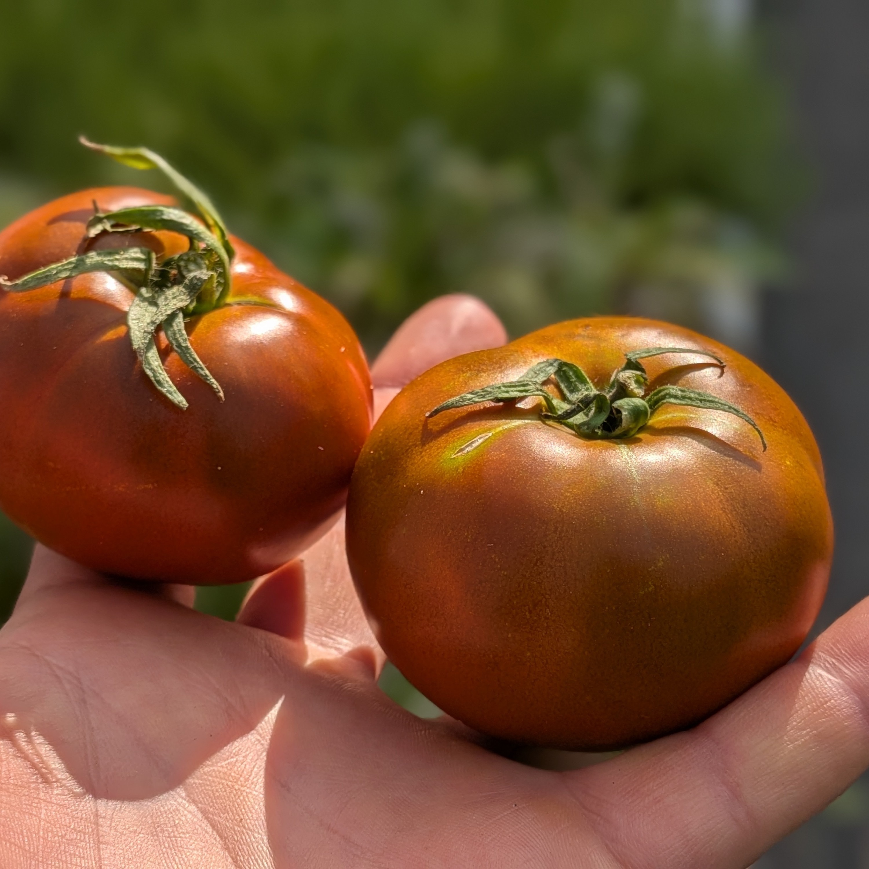 Tomate noir Kakao - Kg - 1kg