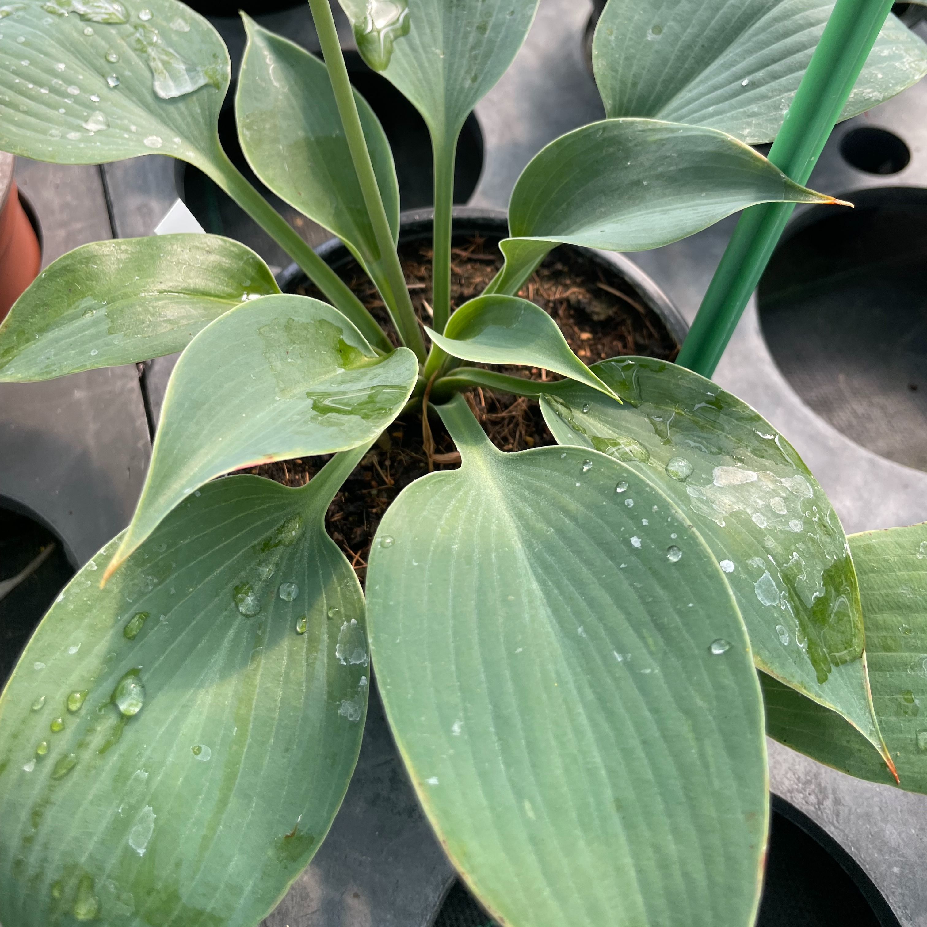 Hosta ‘Olympic Silver Medal’