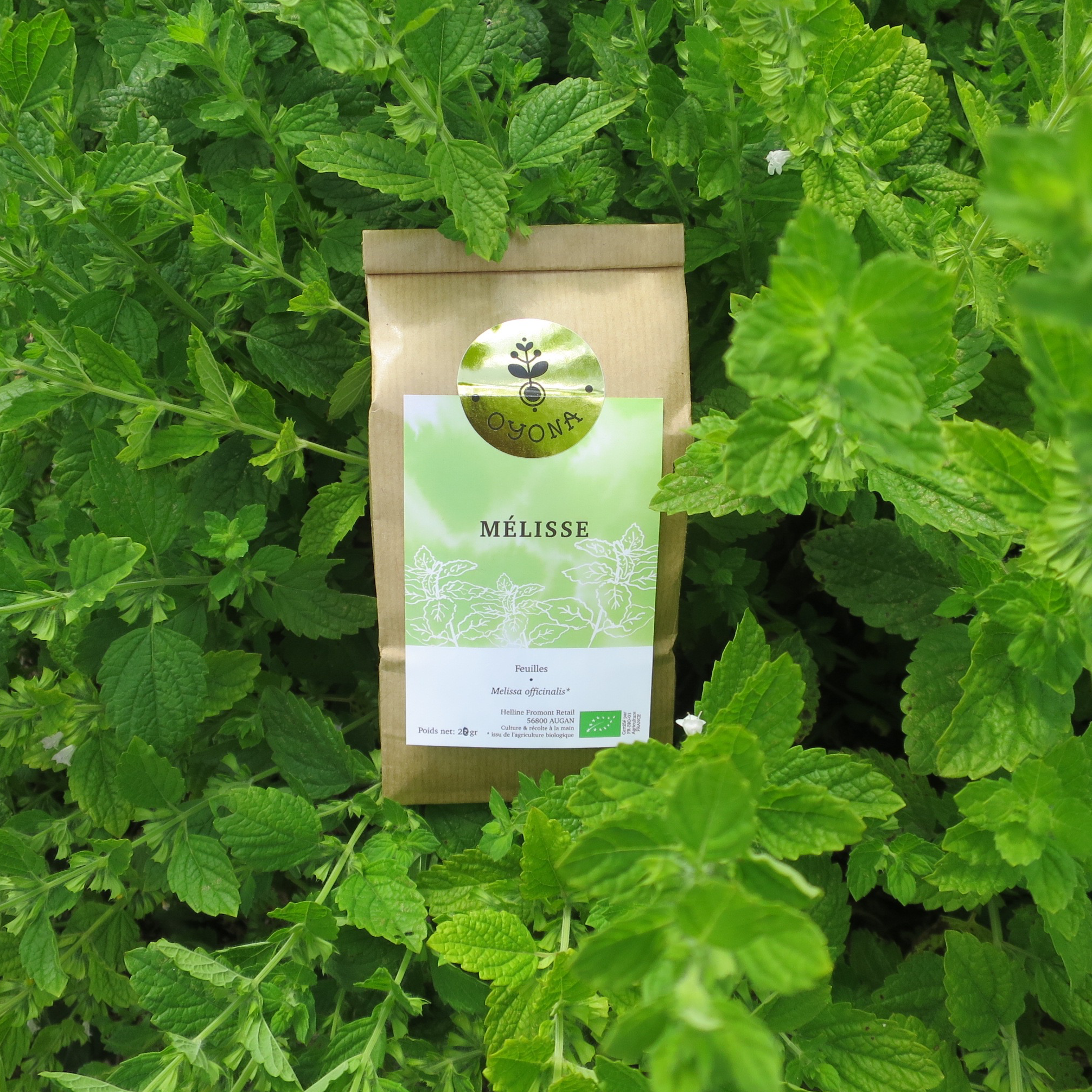 Mélisse - 25g