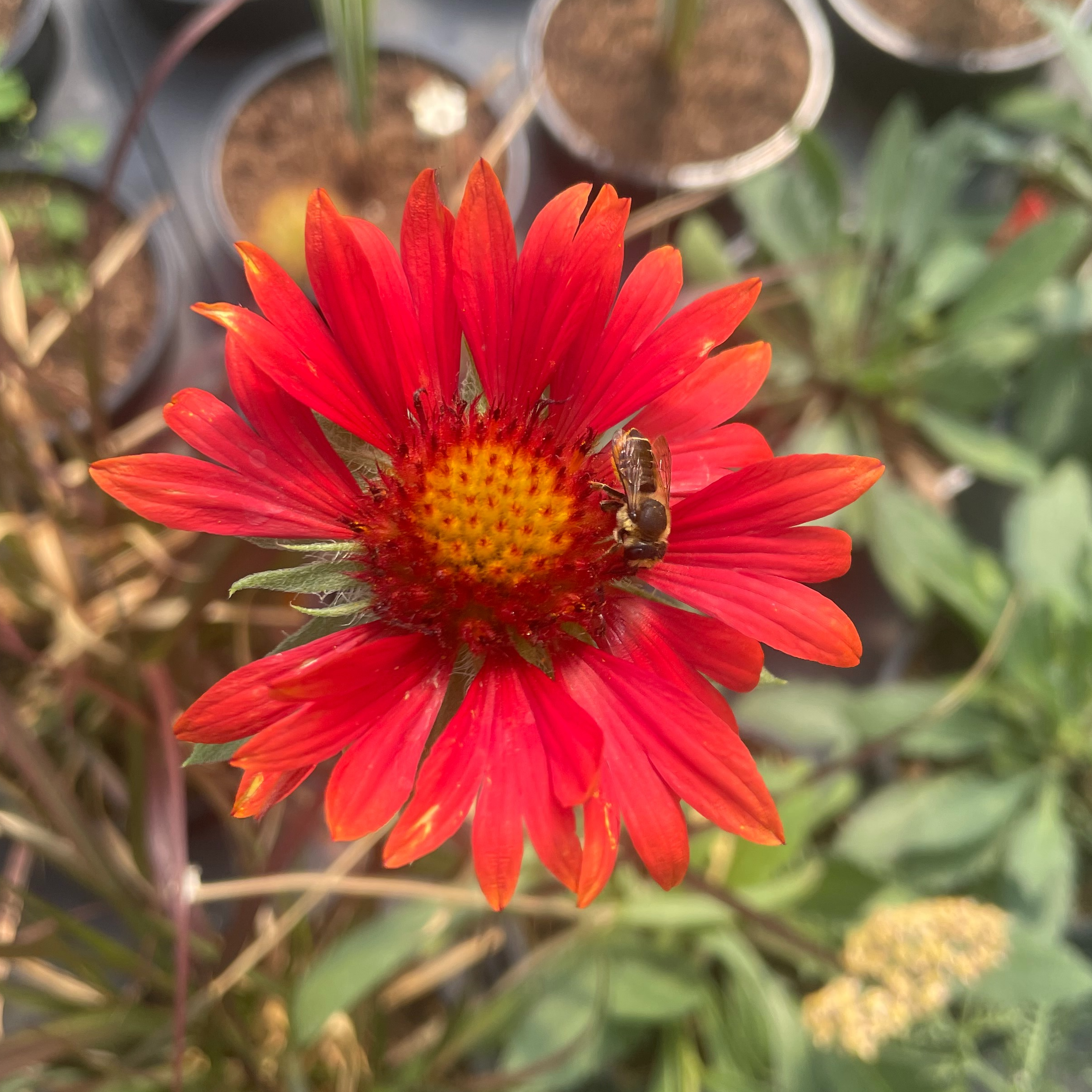Gaillardia ‘Tokayer’
