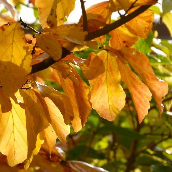 Parrotie de Perse (Parrotia persica)