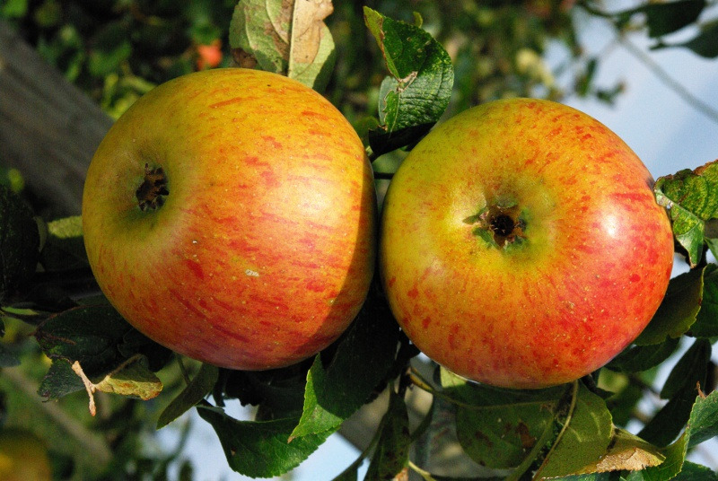 Pommier - Malus domestica "Reine des Reinettes"